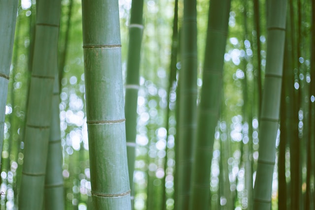关于坚持的诗词名句