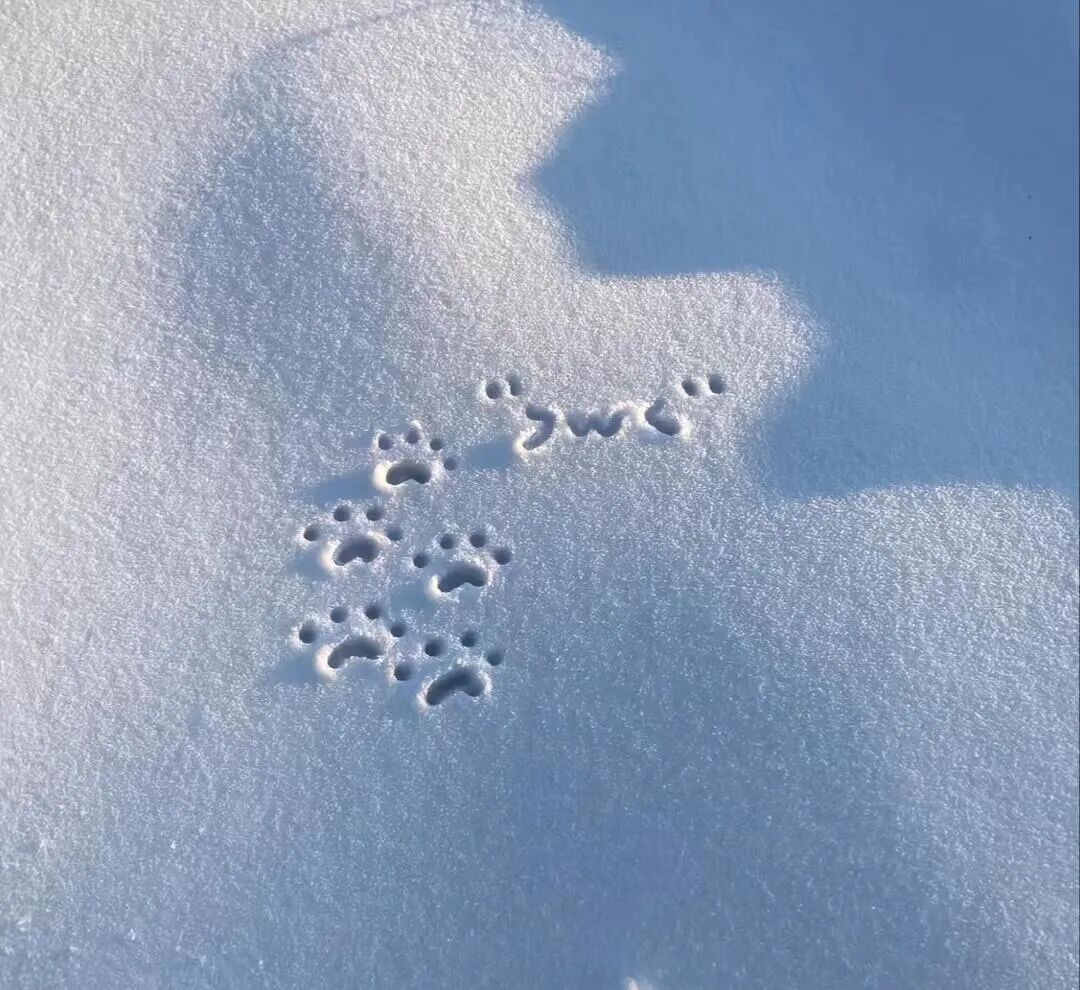简单的下雪wechat小文案
