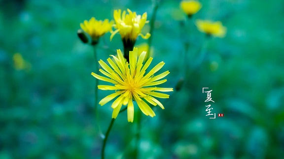 适合夏至发朋友圈的文案