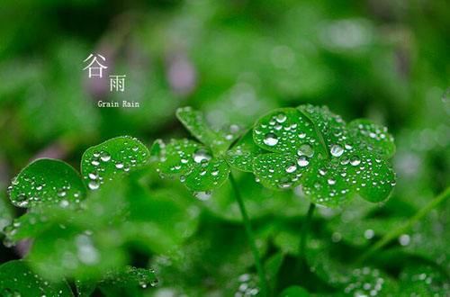 谷雨节气祝福语大全 谷雨节气祝福语大全