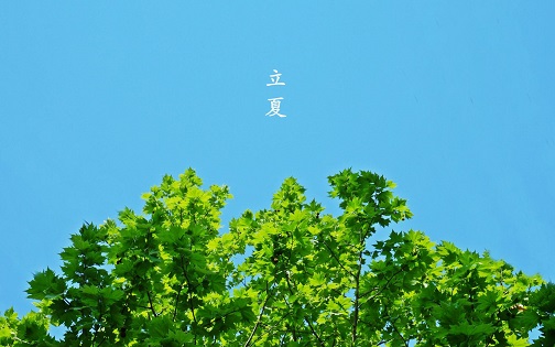 50句立夏节气祝福语