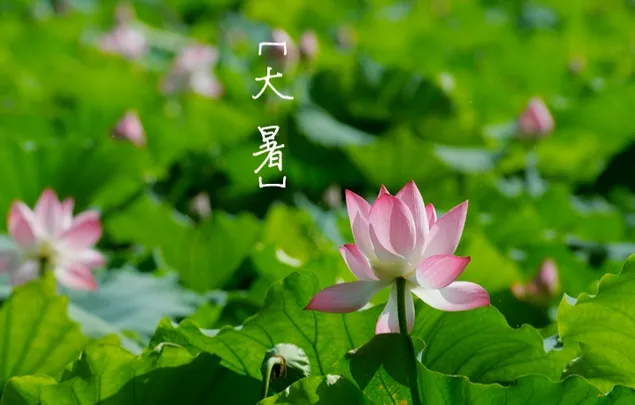 40句有创意的大暑文案
