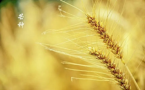 可以发朋友圈的芒种文案