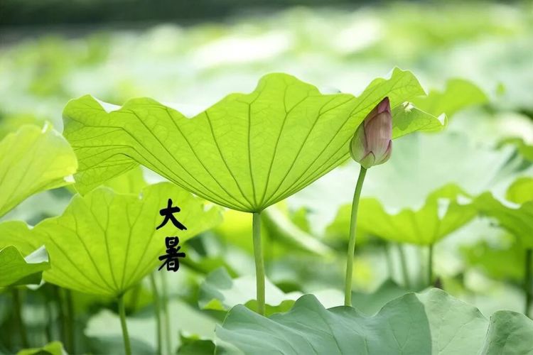 能够给你带来灵感的大暑文案