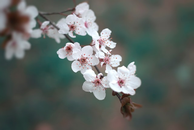 那些春日里赏花的文案短句